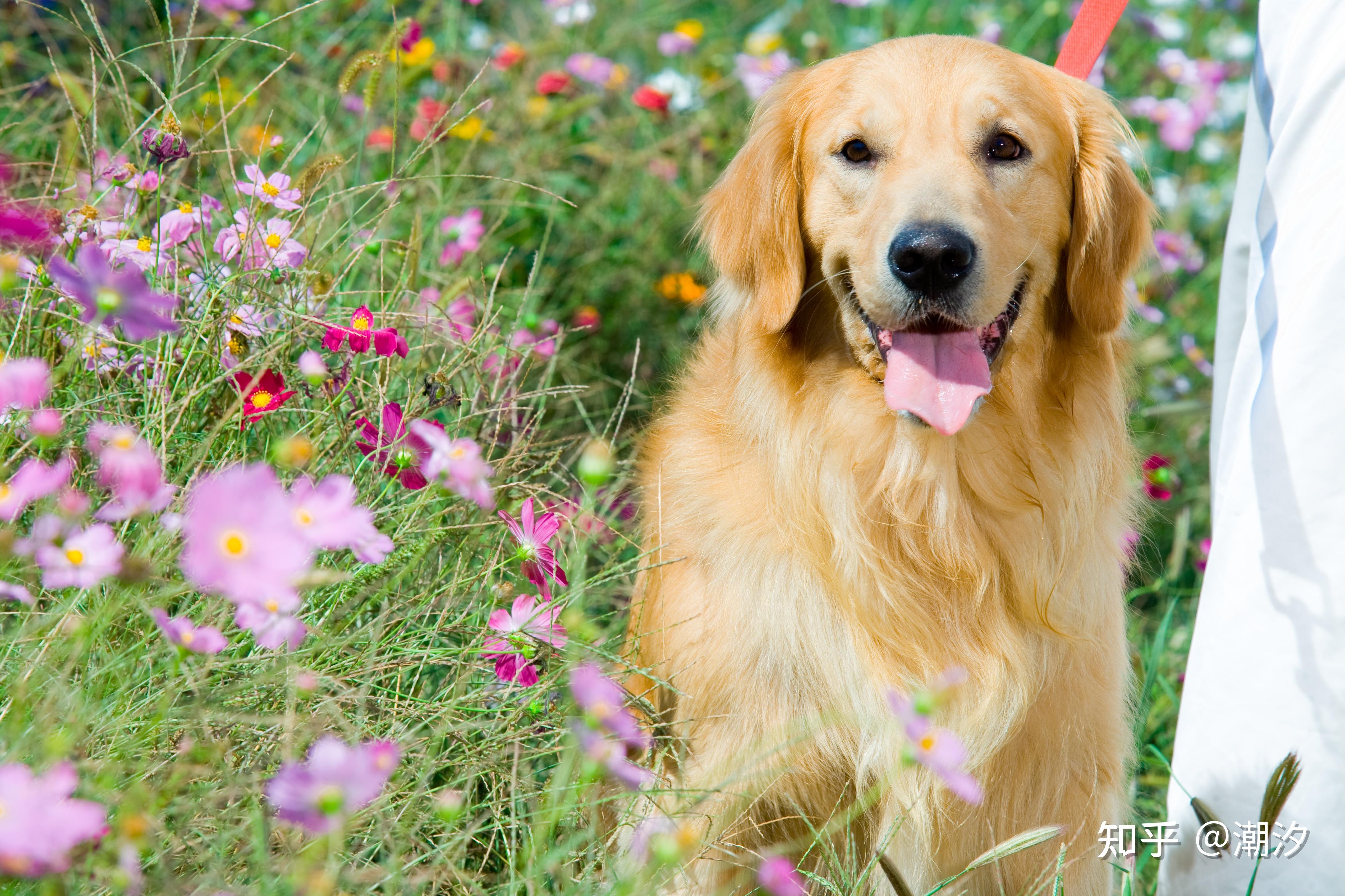 如何看待柴犬初七被狗贩抢走,主人找到时已是做熟的半只狗子?