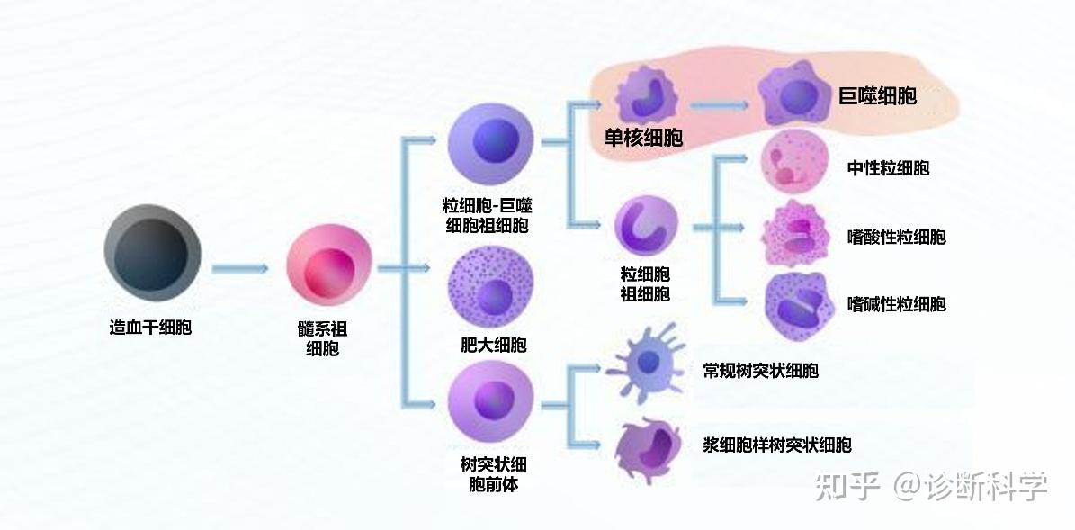 一文读懂单核细胞和巨噬细胞 - 知乎