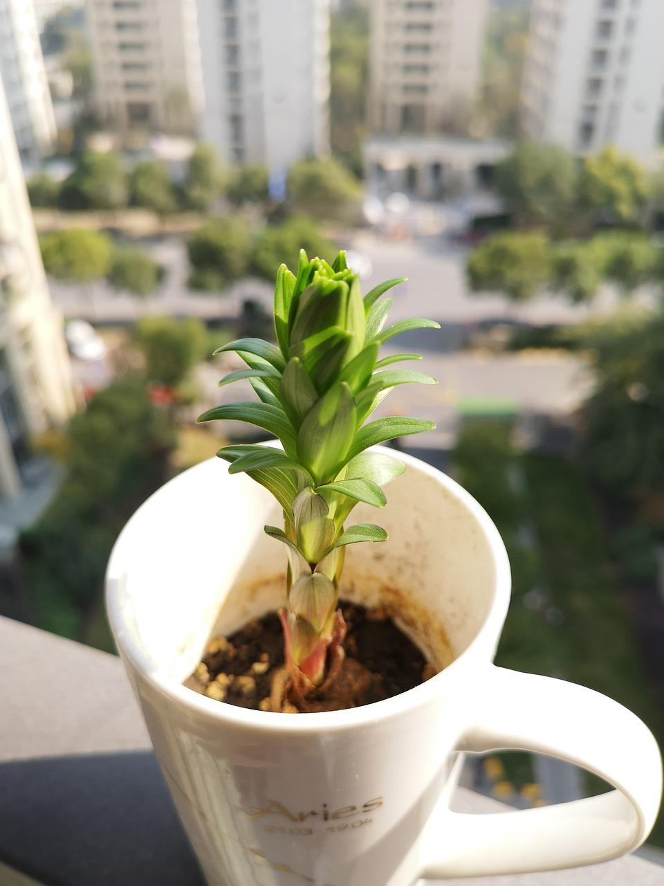 君子兰种子如何发芽