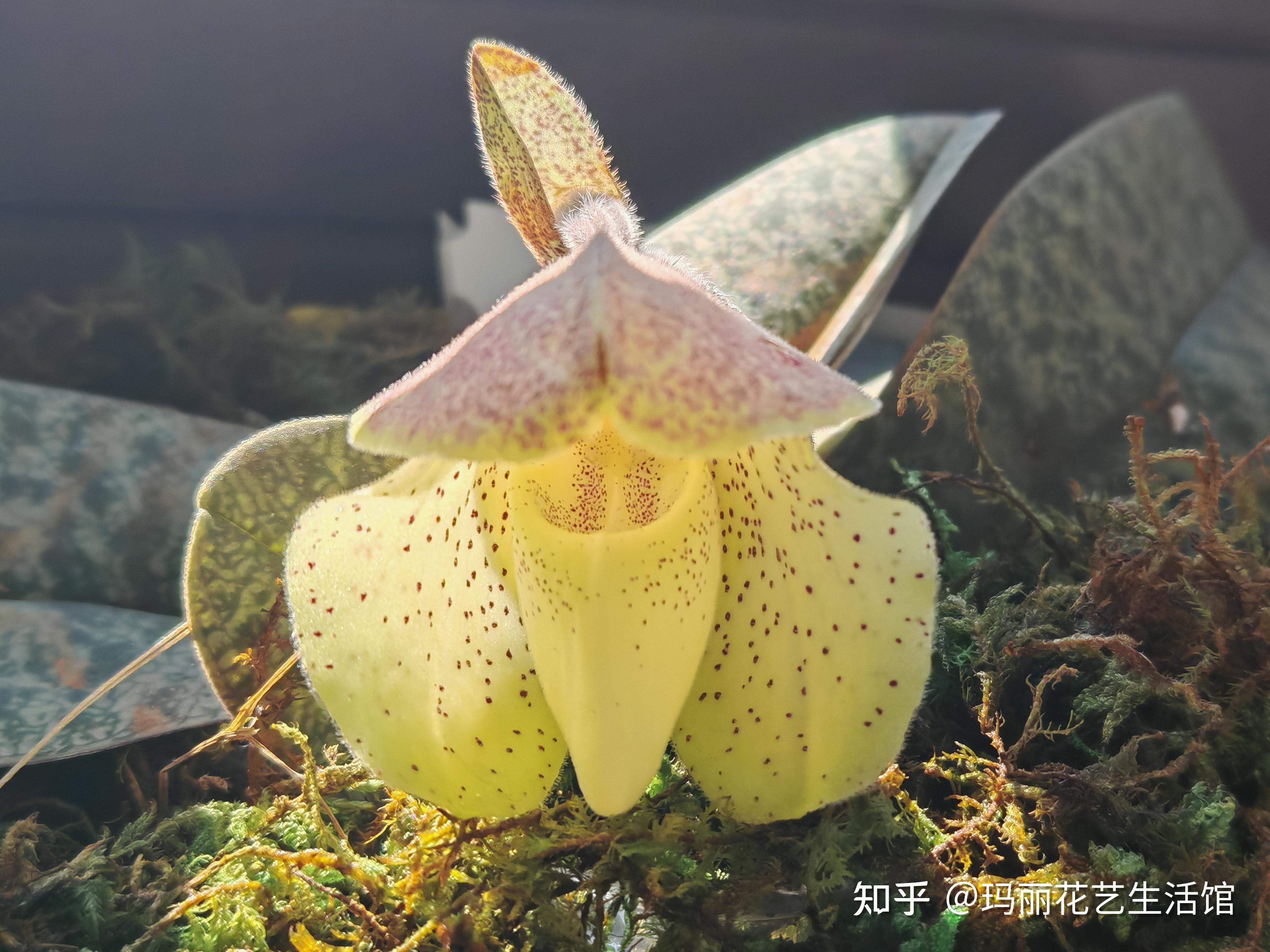 10种常见的兜兰品种,外形奇特,可可爱爱 - 知乎