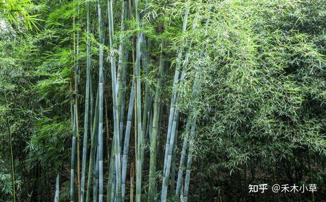 遇到这种单竹不要错过,烘烤出的“单竹水”能清热下火 - 知乎