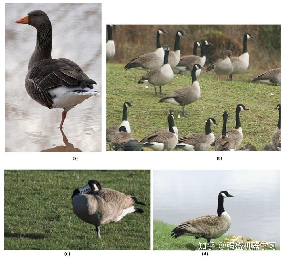 鹅优化算法(GOOSE)-2024年新SCI算法-公式原理详解与性能测评 Matlab代码免费获取 - 知乎