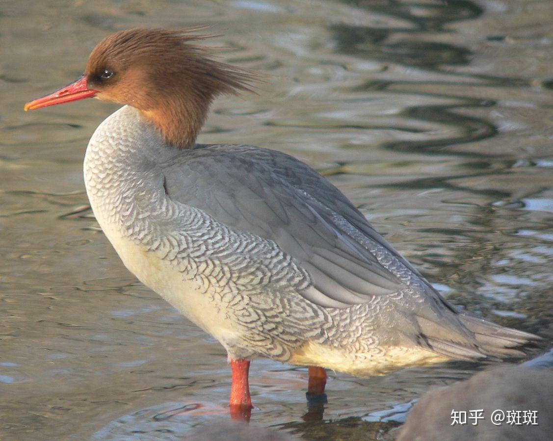 中华秋沙鸭的生殖方式图片