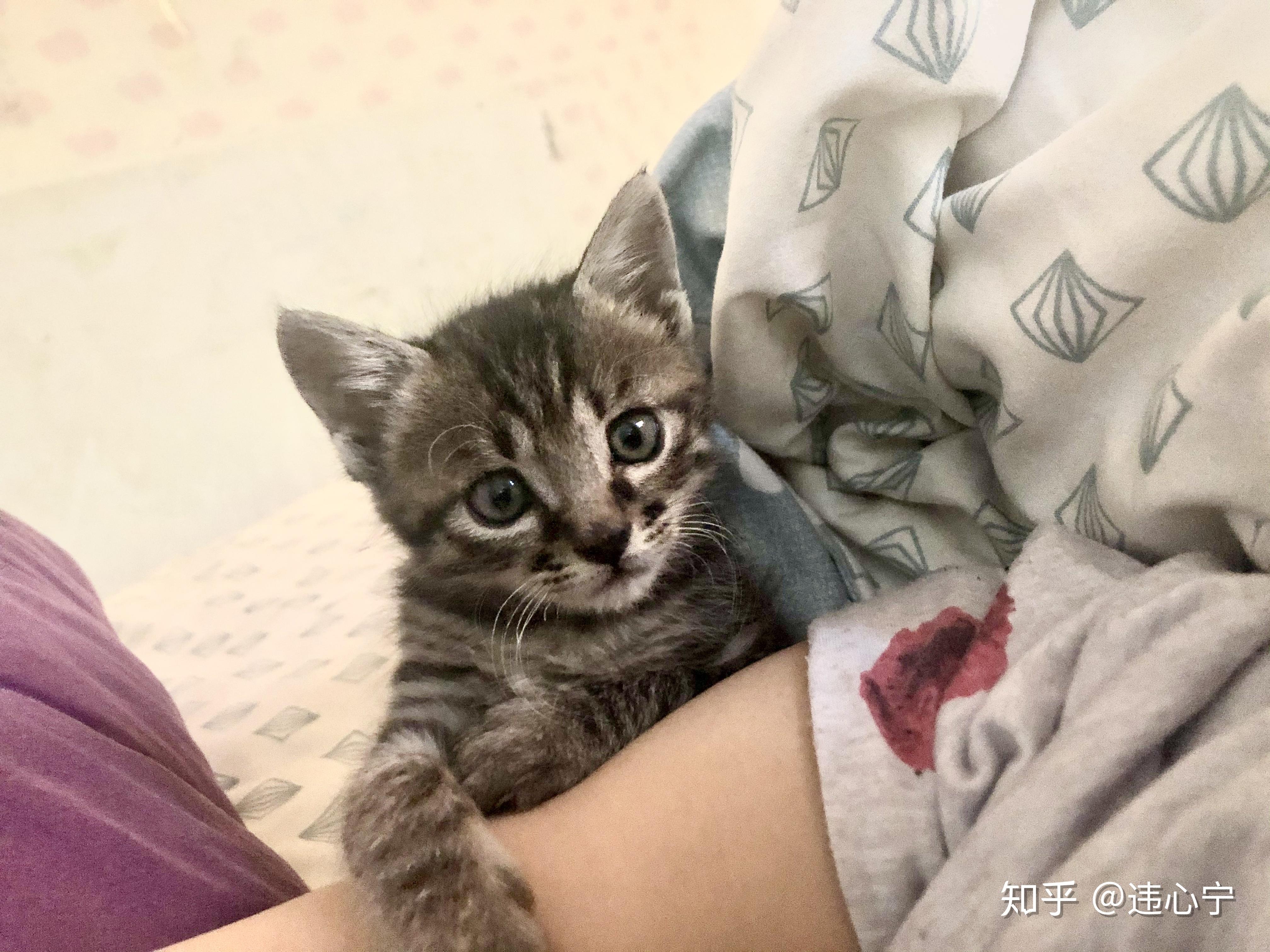 四个月大的狸花猫活泼过头了怎么办? - 知乎