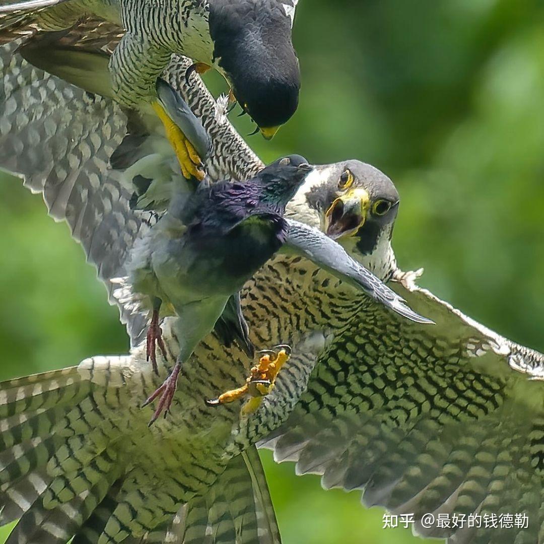 同时喜欢鸟和猫会不会很奇怪很雷人
