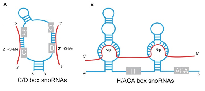 编码RNA与非编码RNA（二） - 知乎