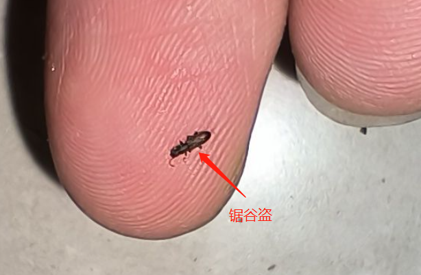 请问这是什么昆虫,如何处理?