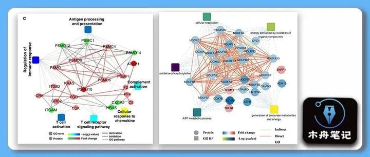 跟着 NC 学作图 | 互作网络图进阶(蛋白+富集通路)(Cytoscape) - 知乎