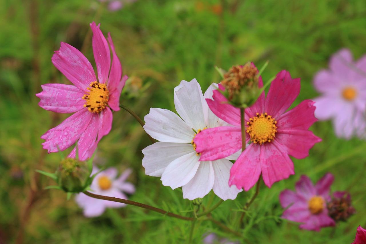 4. 普者黑荷花香