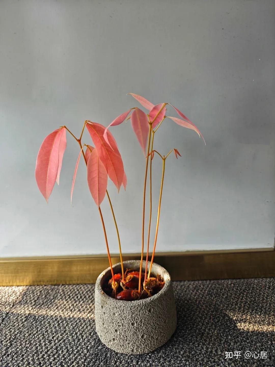 水培几颗“荔枝核”,拥有一杯“粉色系”小树林”,太仙了 - 知乎