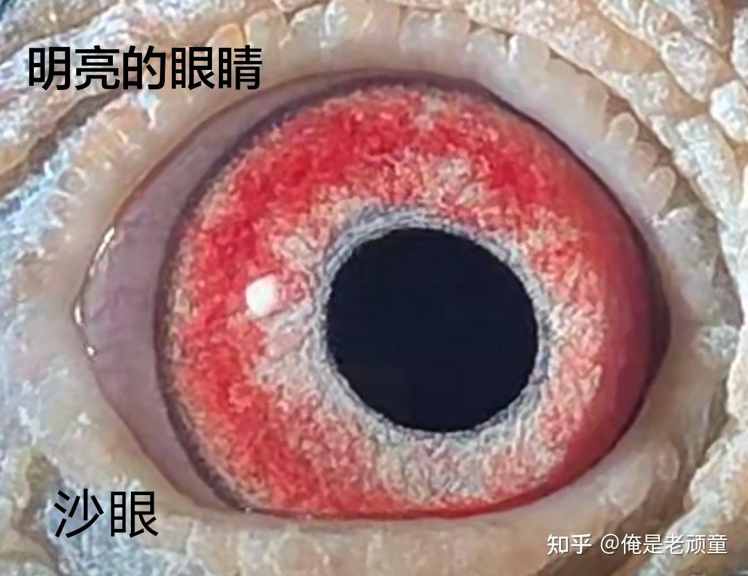鸽子的本领 - 知乎
