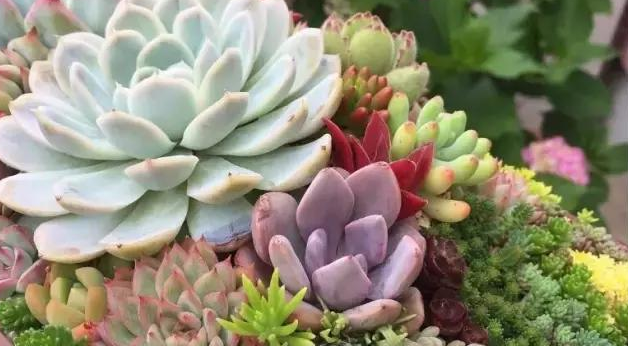 多肉植物夏天可以叶插吗 知乎 多肉植物夏天可以叶插吗 知乎