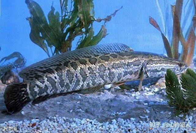 这种鱼叫啥