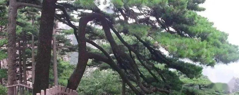 不老松的养殖方法和注意事项 - 知乎