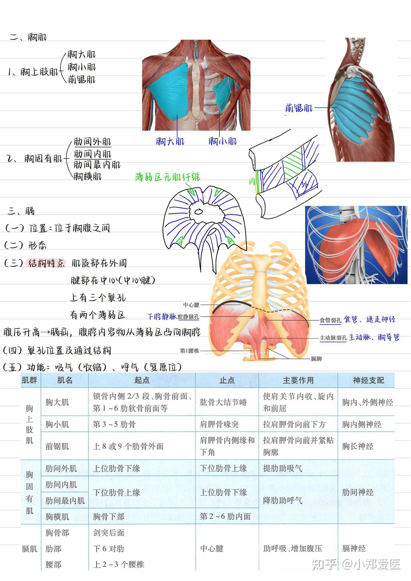 系统解剖学手写笔记全套收藏 知乎 