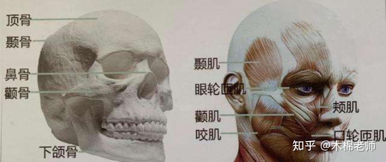 科学发声:训练【提颧肌】让你的声音更动听 - 知乎