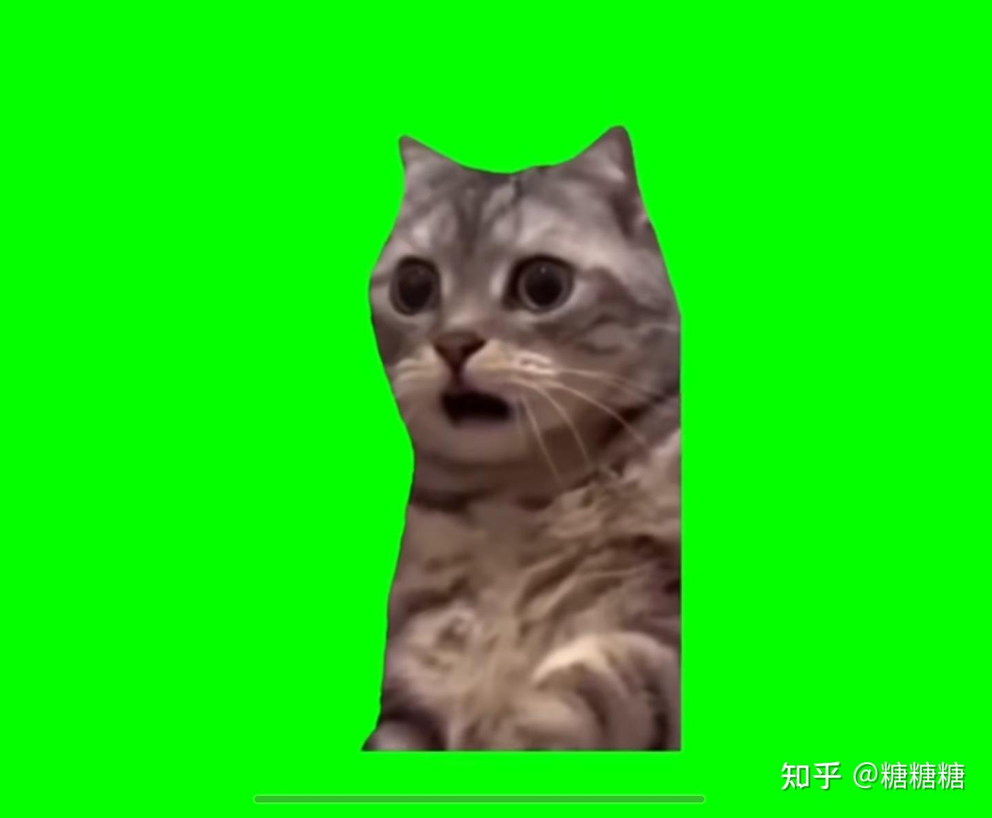 心理学视角下看猫meme表情包的爆火- 知乎