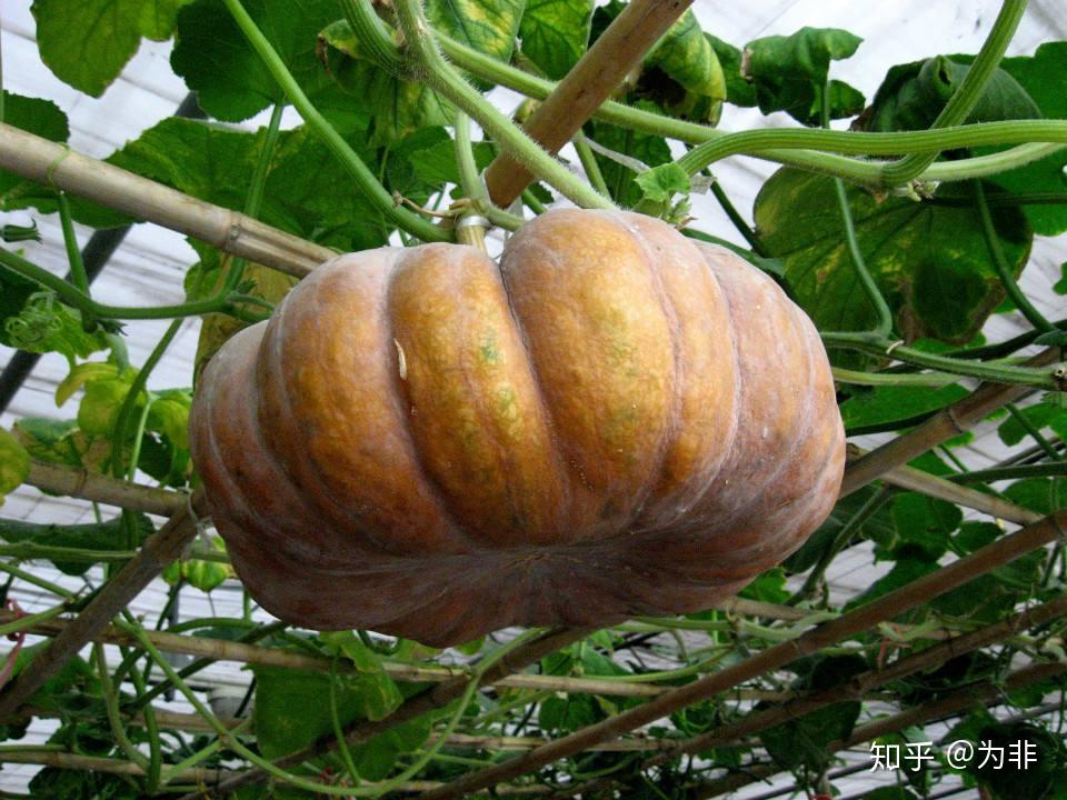 为什么西瓜,北瓜,南瓜是以方位命名,而冬瓜却是以季节命名? - 知乎