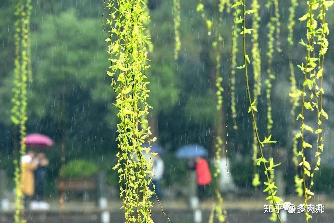 每日一花 | 垂柳 - 知乎