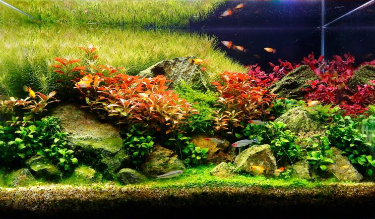 鱼缸养水草并非打灯就行 养好水草的三要素 你的鱼缸具备了吗 知乎