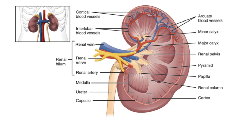 工具病毒在肾脏中的研究应用