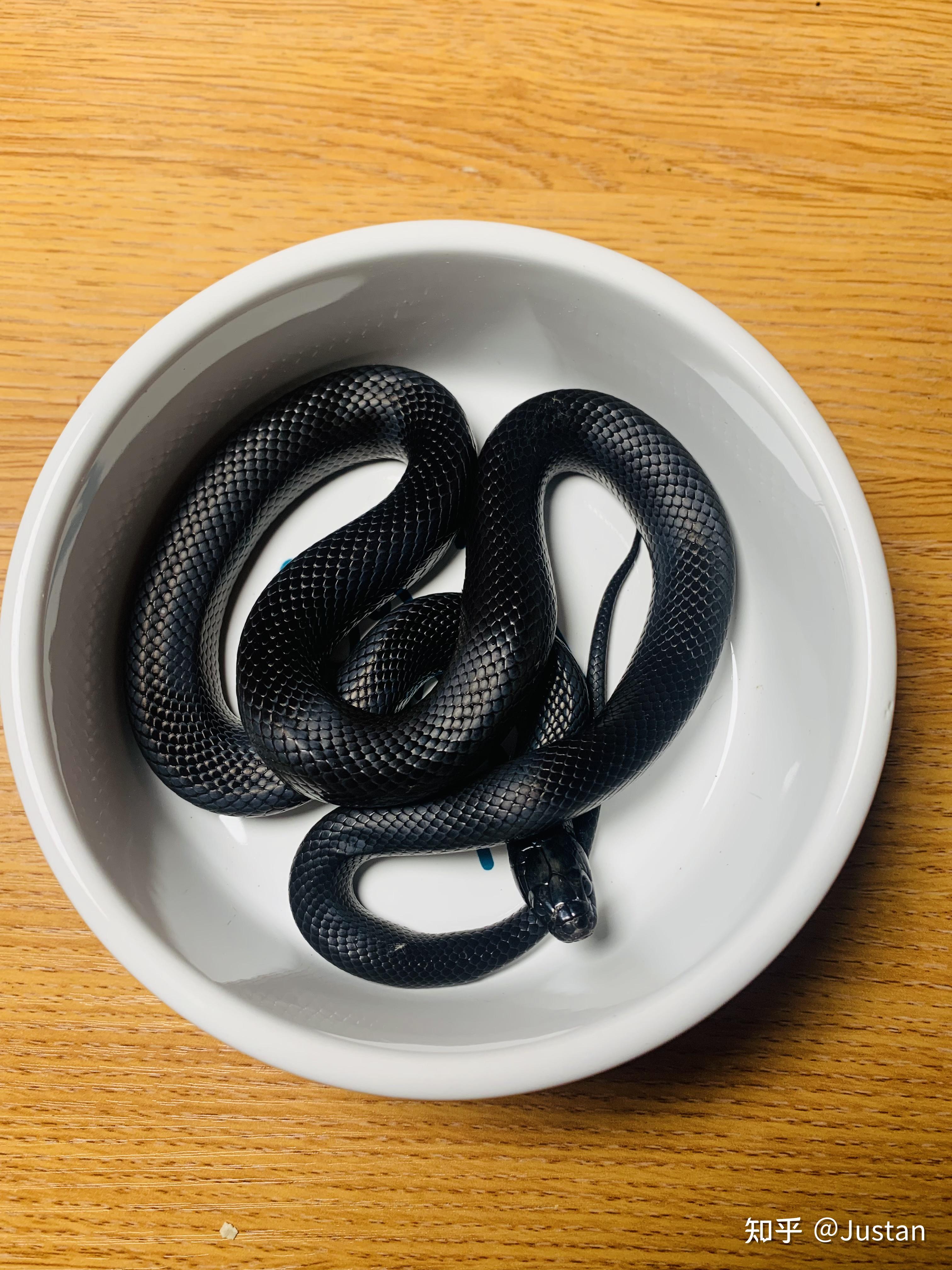 想买一个墨西哥黑王蛇,什么也不懂,也不知道怎么买.