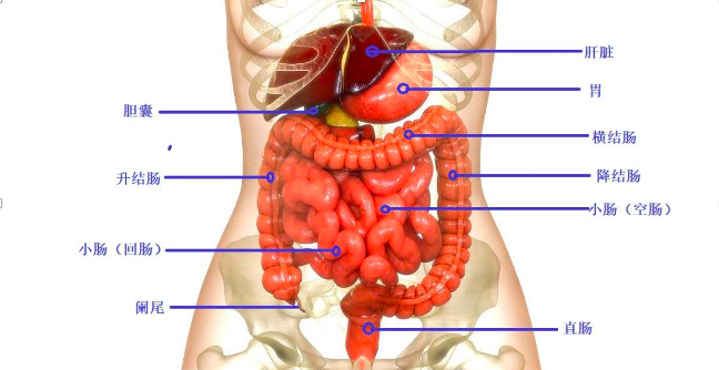 横结肠位置图片图片