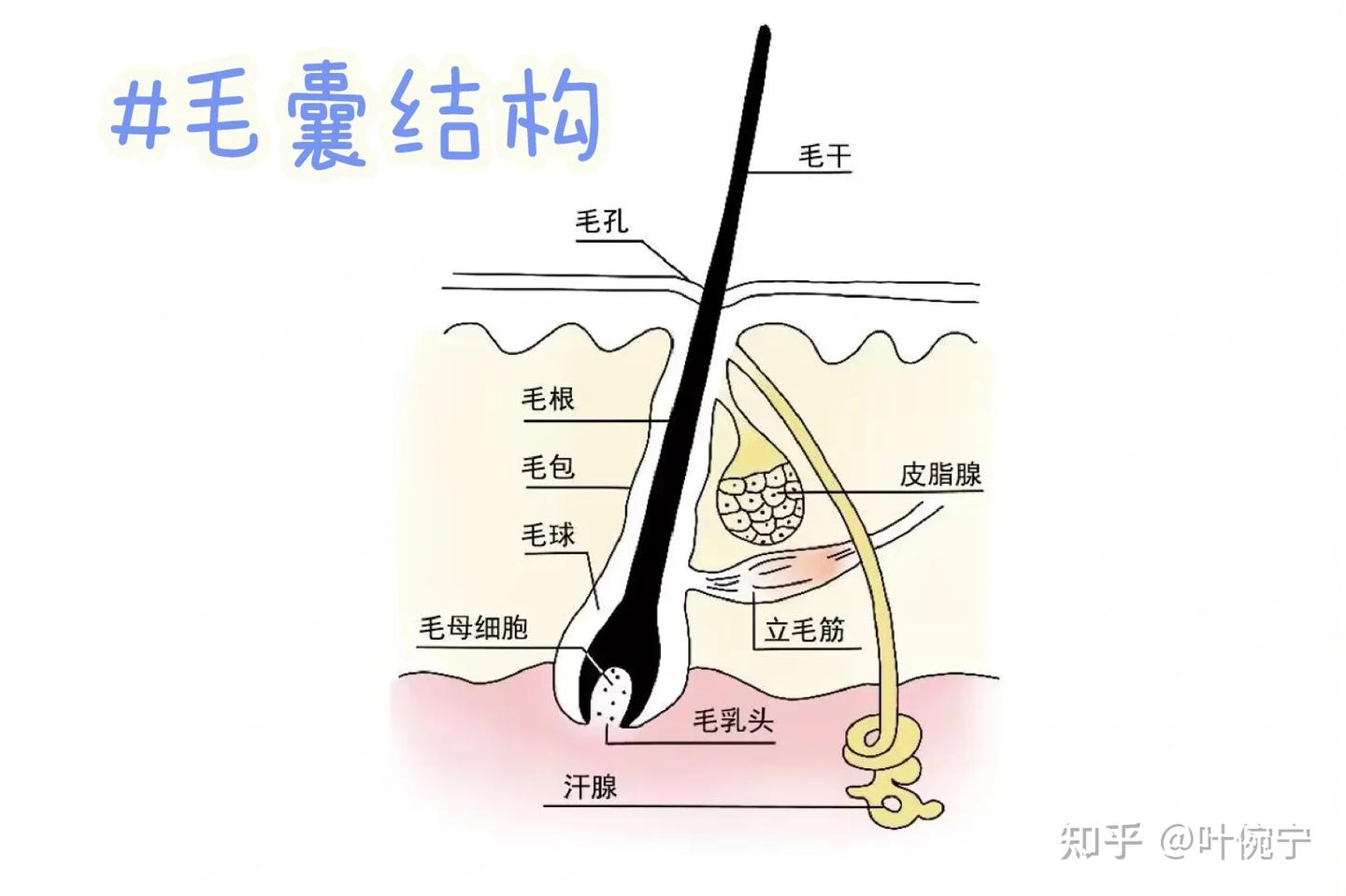 发缝宽的吓人，怎么办？ - 知乎