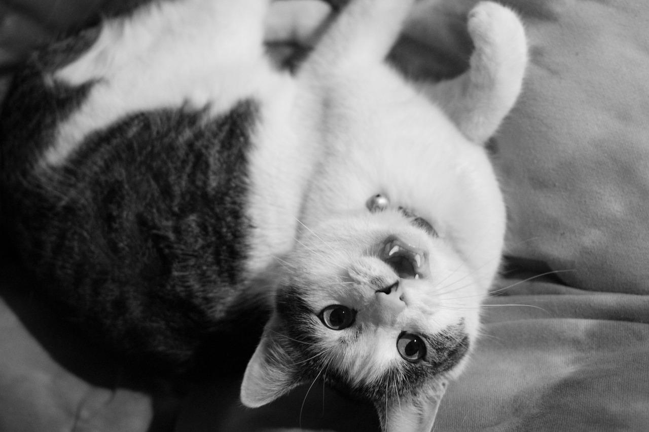 3. 棕毛护理要点