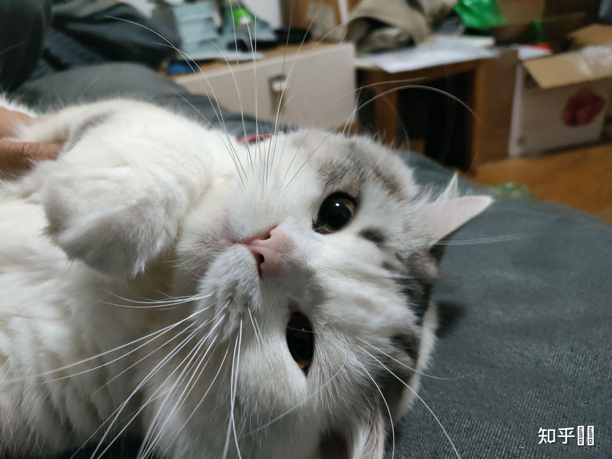 美短返祖长毛猫有人买吗