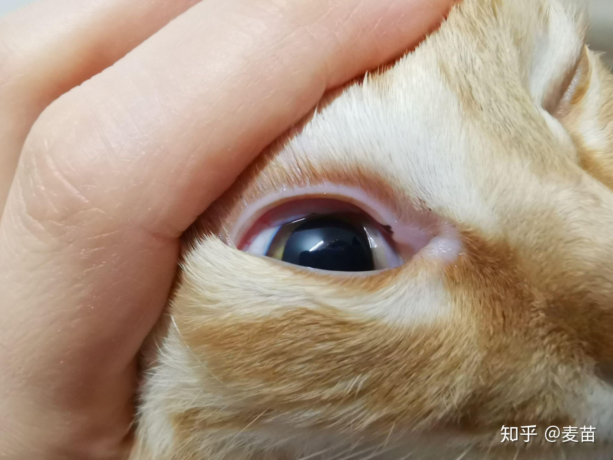 猫咪眼睑上有黑斑是怎么回事