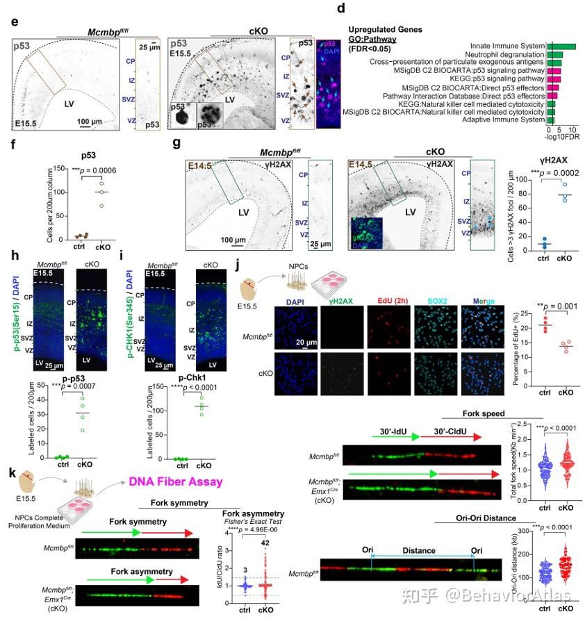 Nature Communications | 中科院昆明动物所石磊团队基于 AI 精细行为发现 DNA 复制速度快可致焦虑! - 知乎
