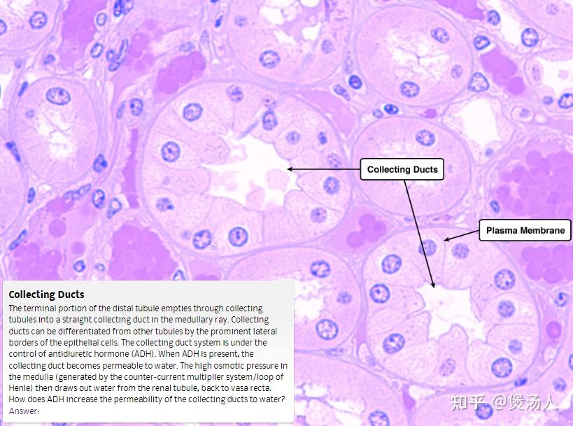 组织胚胎学总结：肾小管与集合管 - 知乎