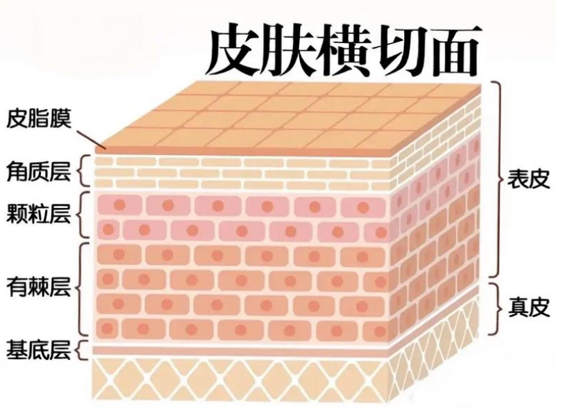 皮肤纹理走向图片