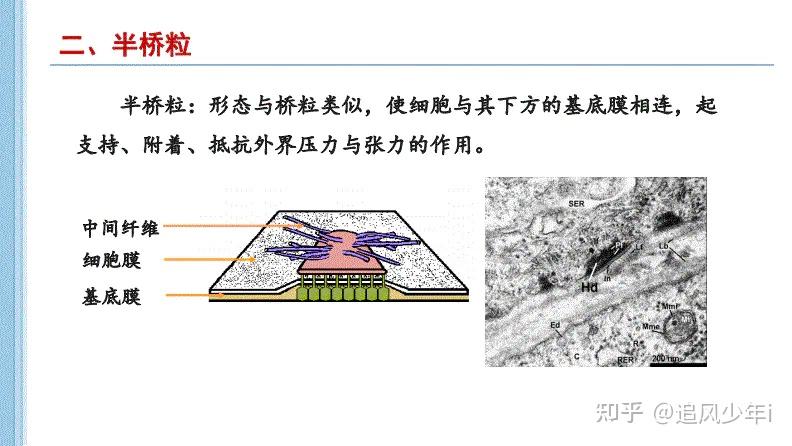 细胞之间是什么作用力聚在一起形成有序的整体的? - 知乎