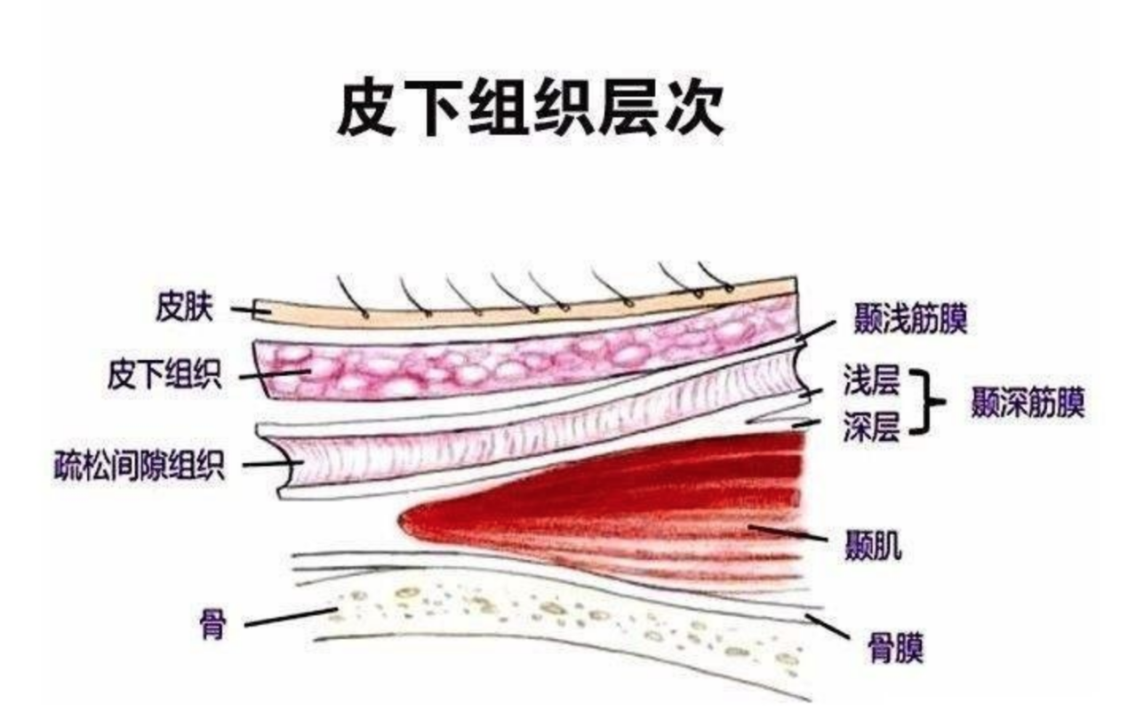 图1—9 眼睑的层次结构、睑板-眼耳鼻咽喉科临床解剖学-医学