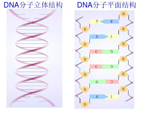 荧光染料标记DNA|四甲基罗丹明TRITC修饰DNA|TRITC-DNA - 知乎