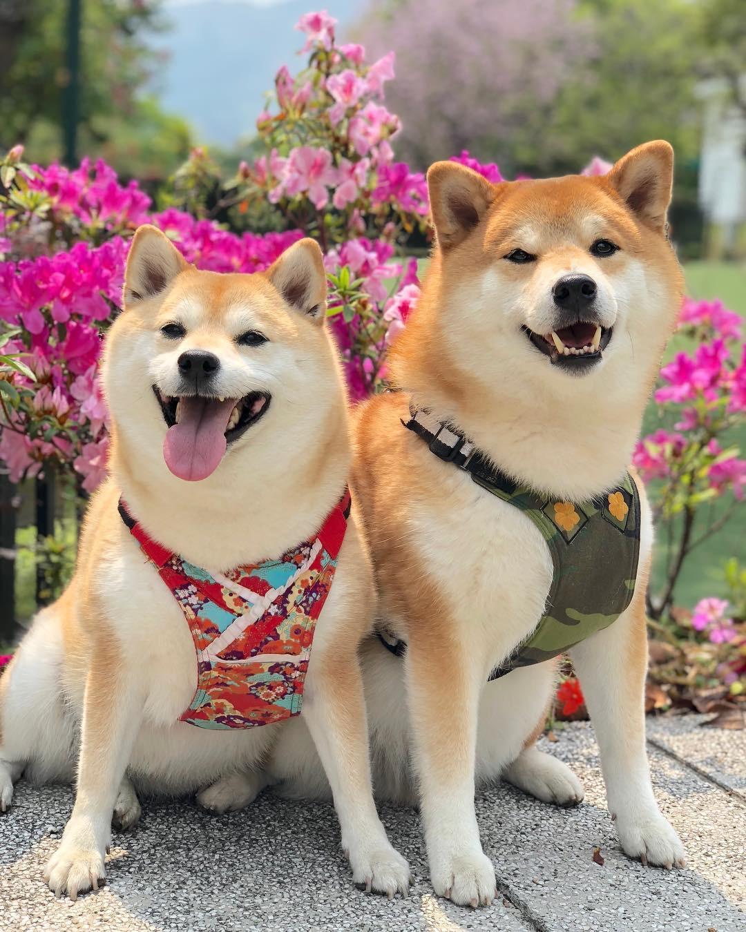 为什么这么多人会喜欢柴犬