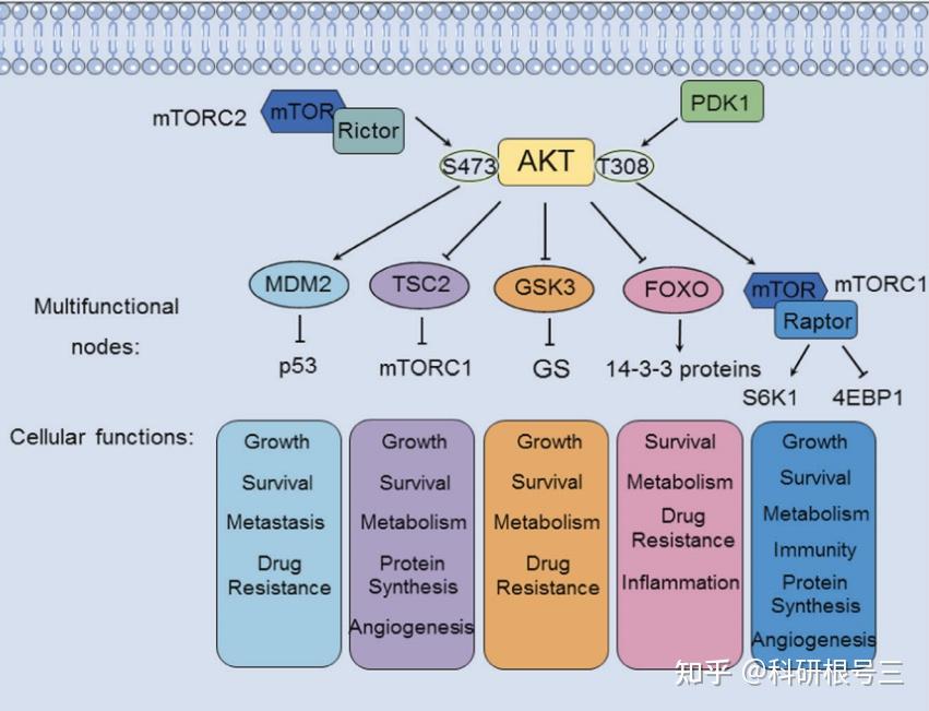 PI3K-Akt信号通路深度解读：激活/组成/通路串联/通路检测…… - 知乎