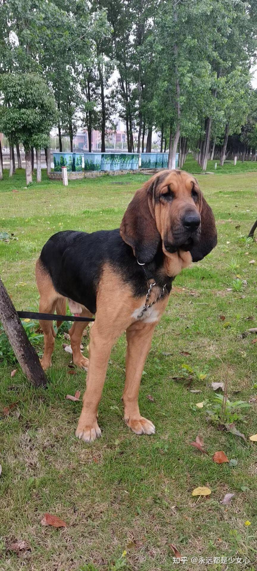 养寻血猎犬是种什么样的体验? - 知乎