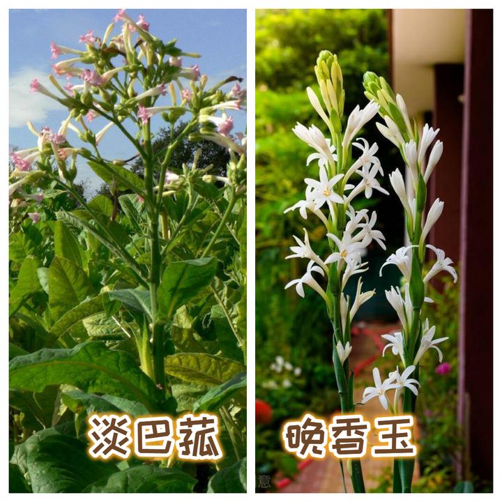 《第一炉香》中的葛薇龙,名字为什么怪怪的?原因可能有点烧脑