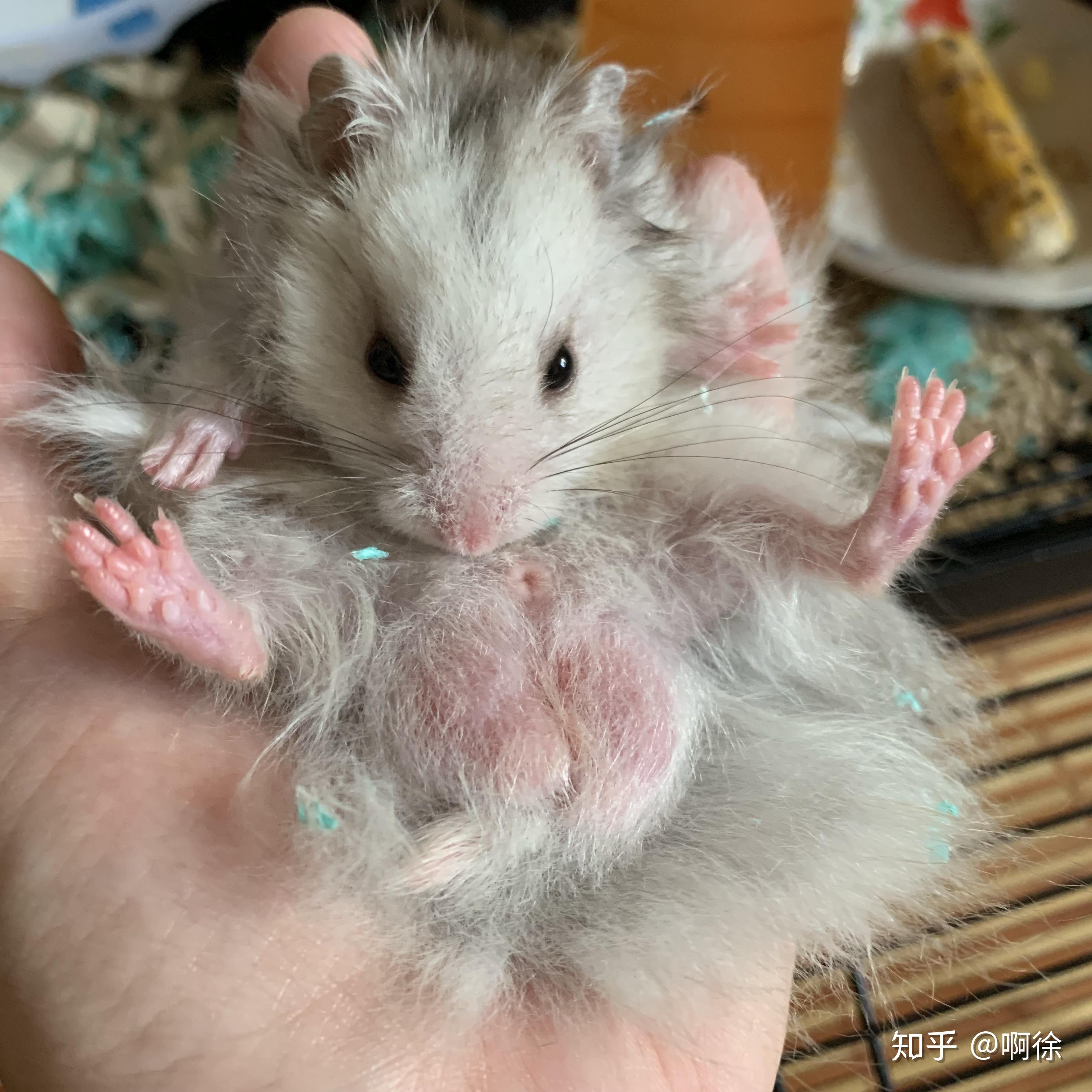 仓鼠后腿上有几个脚趾? - 知乎