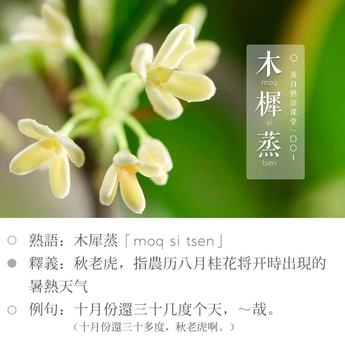 『熟语学堂』秋兮木樨,蒸郁苏城,苏州话谈“木犀蒸” - 知乎