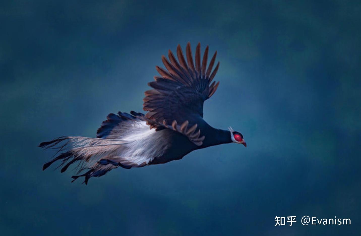 鸡形目鸟类-褐马鸡 东方鹖 - 知乎