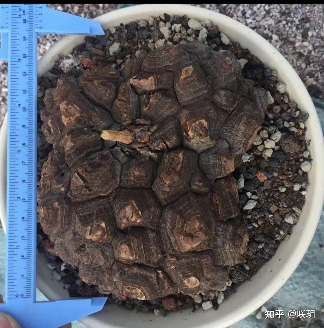 南非龟甲龙与墨西哥龟甲龙有什么区别外观与生长习性方面