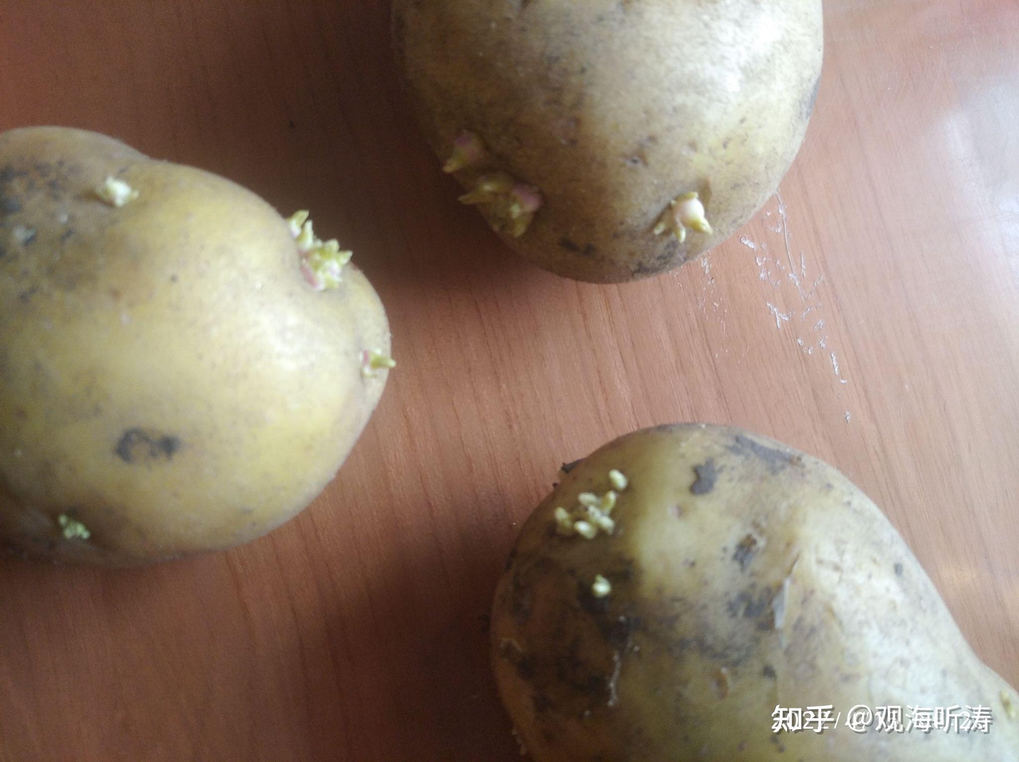 发芽的土豆不能吃,它的芽能吃吗? - 知乎