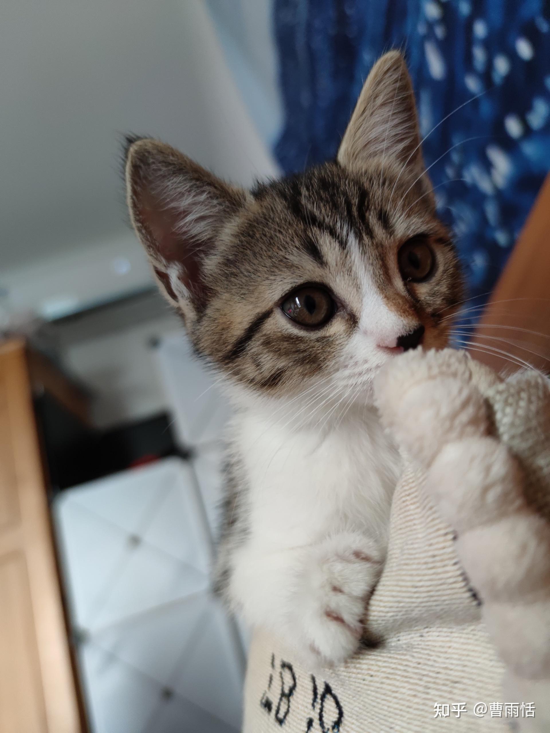 白餐巾白手套的狸花猫能有多漂亮?