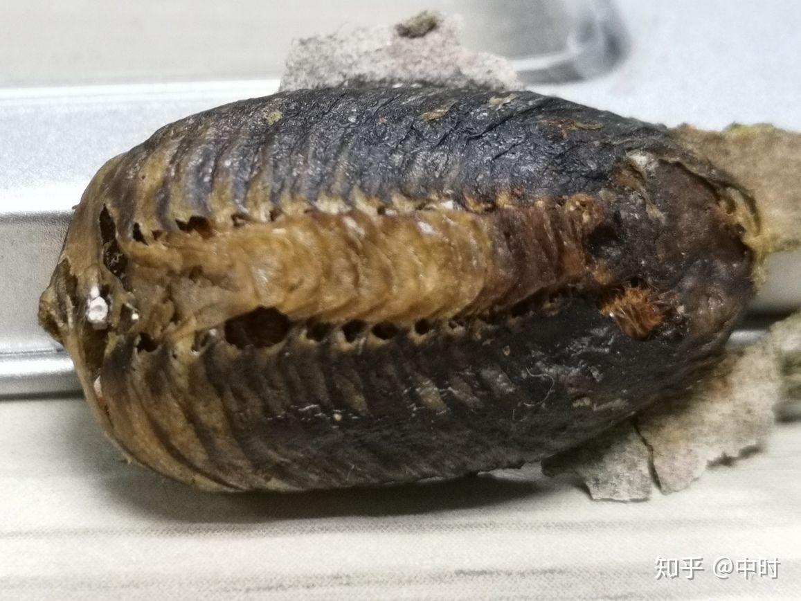 树上的三叶虫是什么品种