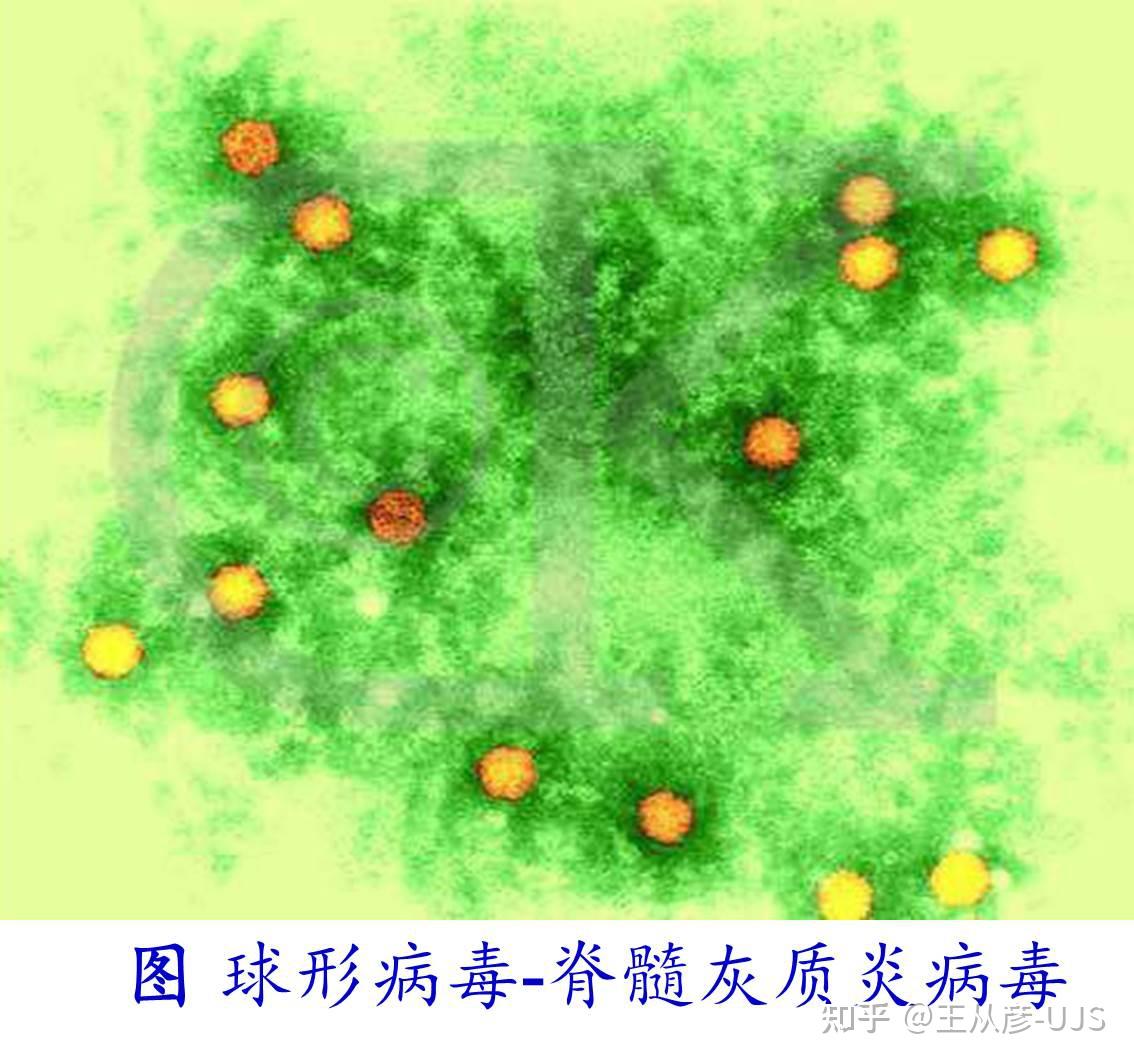 噬菌体:蝌蚪状,丝状.植物病毒:杆状,丝状,球状