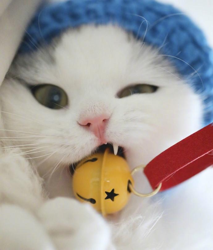 套路得猫心u2014u20143步让你的猫咪爱上你- 知乎